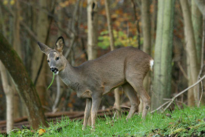 Roe Deer Feeding